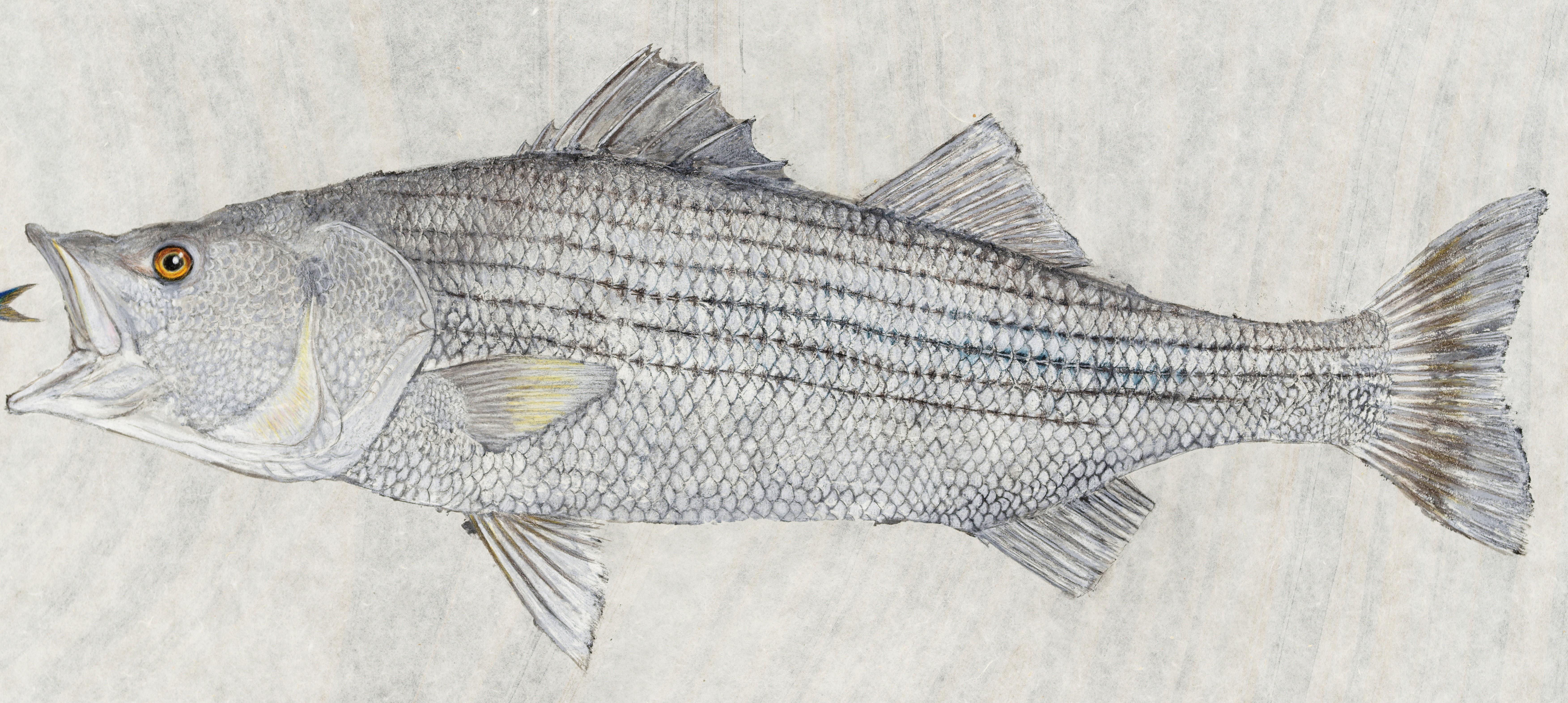 Big Mack Attack - Striped Bass Eating a Mackerel, Watercolor on Mulberry Paper  - Painting by Jeff Conroy