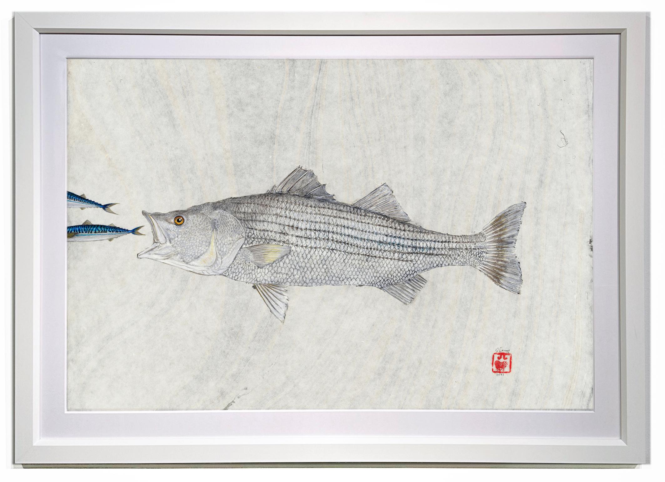 Jeff Conroy Animal Painting - Big Mack Attack - Striped Bass Eating a Mackerel, Watercolor on Mulberry Paper