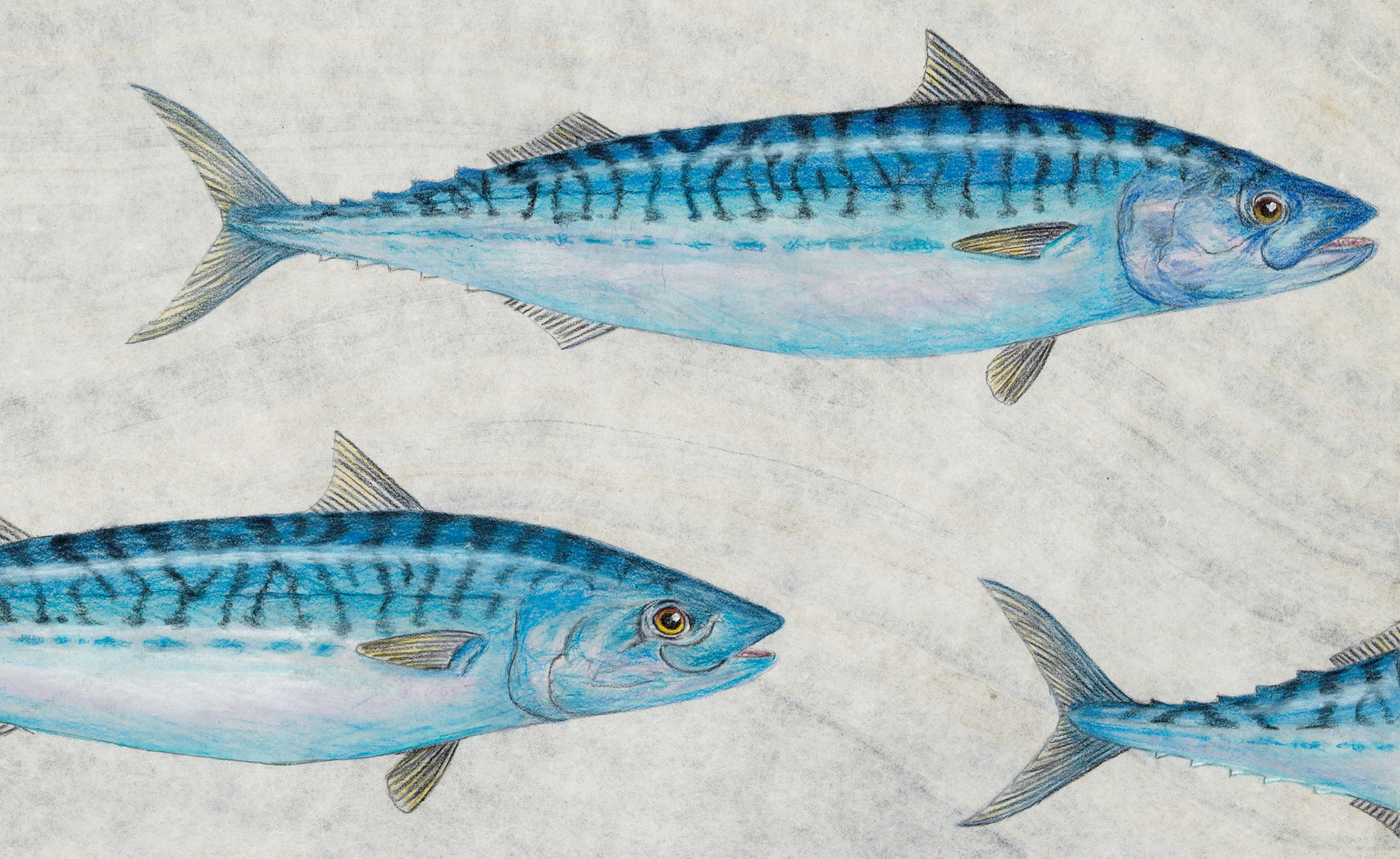Mack Pack - A Gathering Mackerel Swimming, Watercolor on Mulberry Paper  - Art by Jeff Conroy