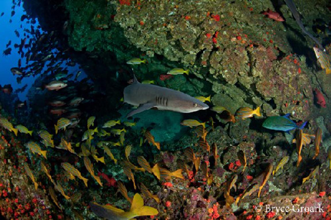 White Tip in Cave - Photograph by Bryce Groark