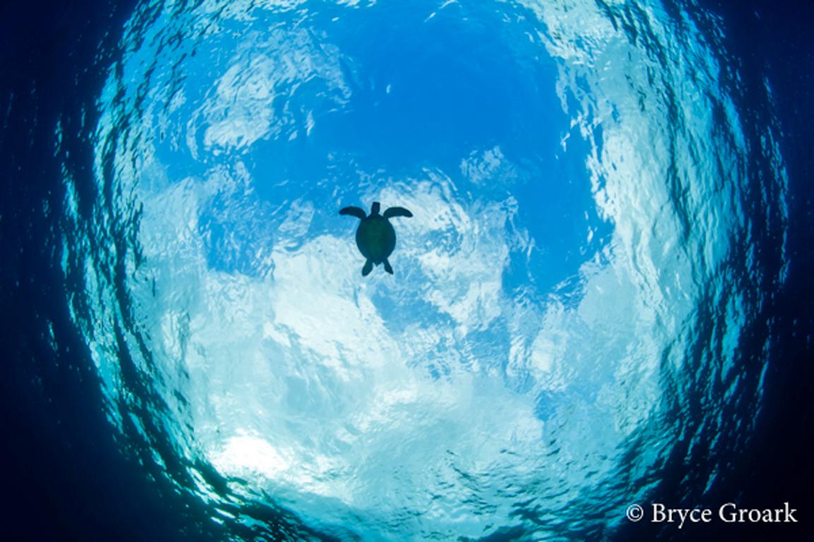 Honu Moon - Photograph by Bryce Groark