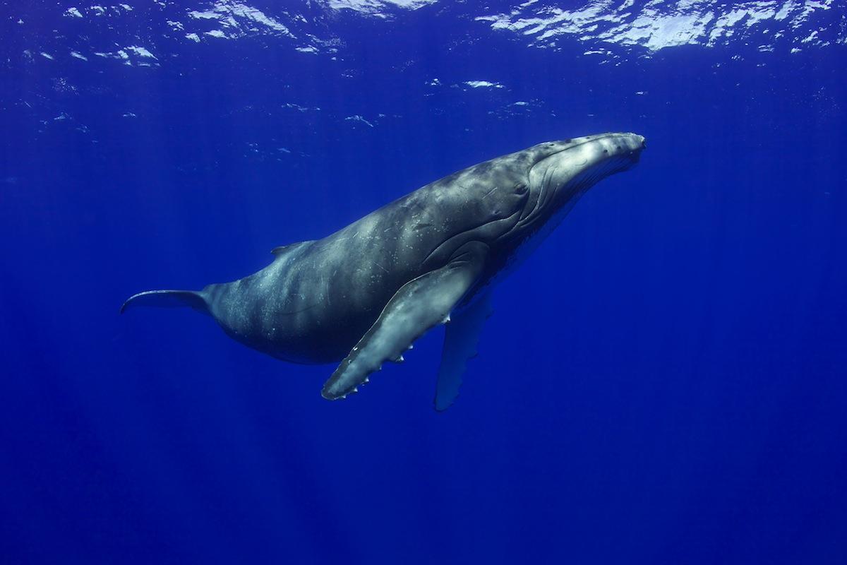 Whale in Raratonga - Photograph by Bryce Groark