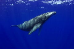 Whale in Raratonga
