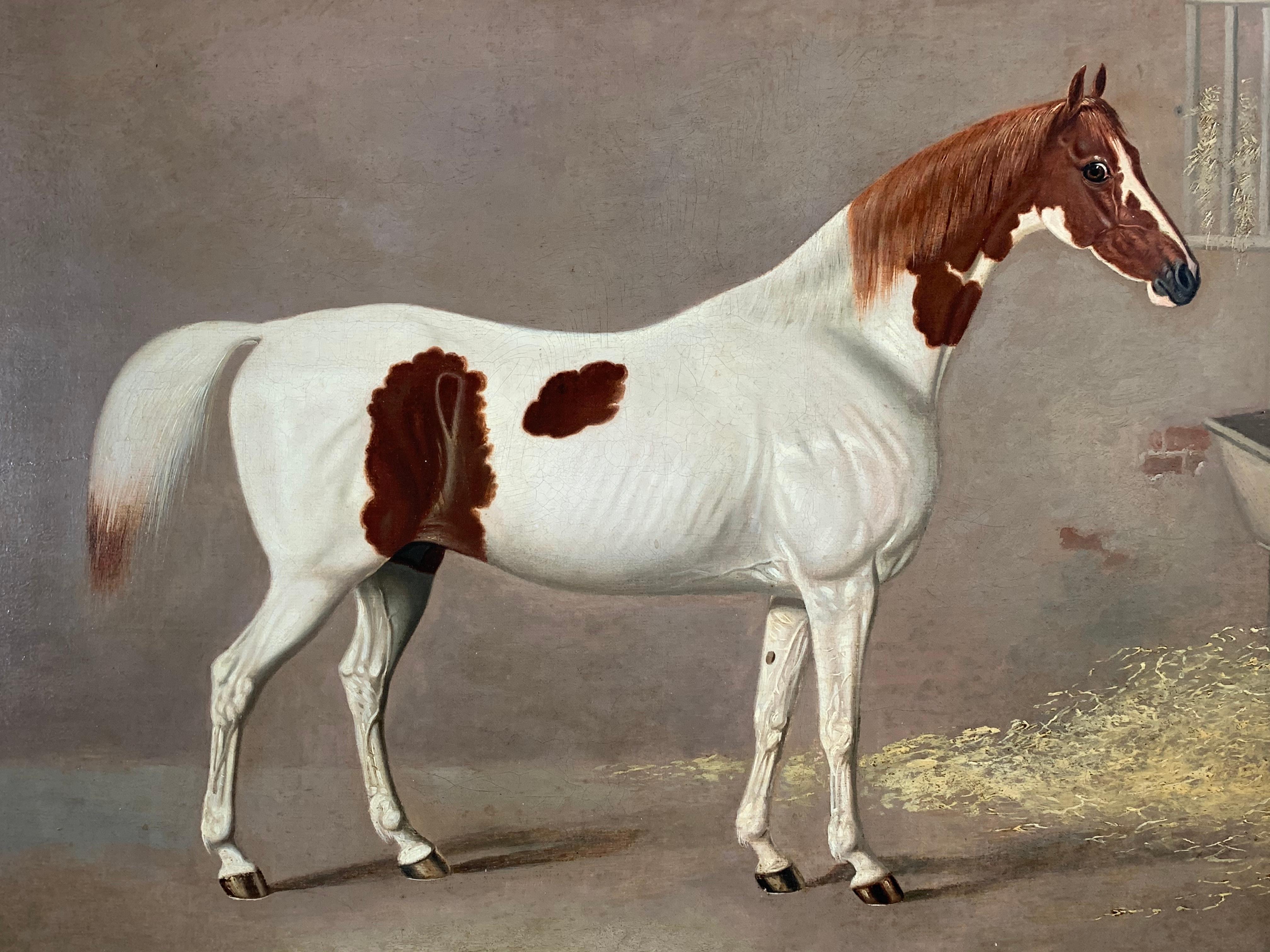 A Skewbald Pony in a Stable by G. Jackson - Painting by G. JACKSON