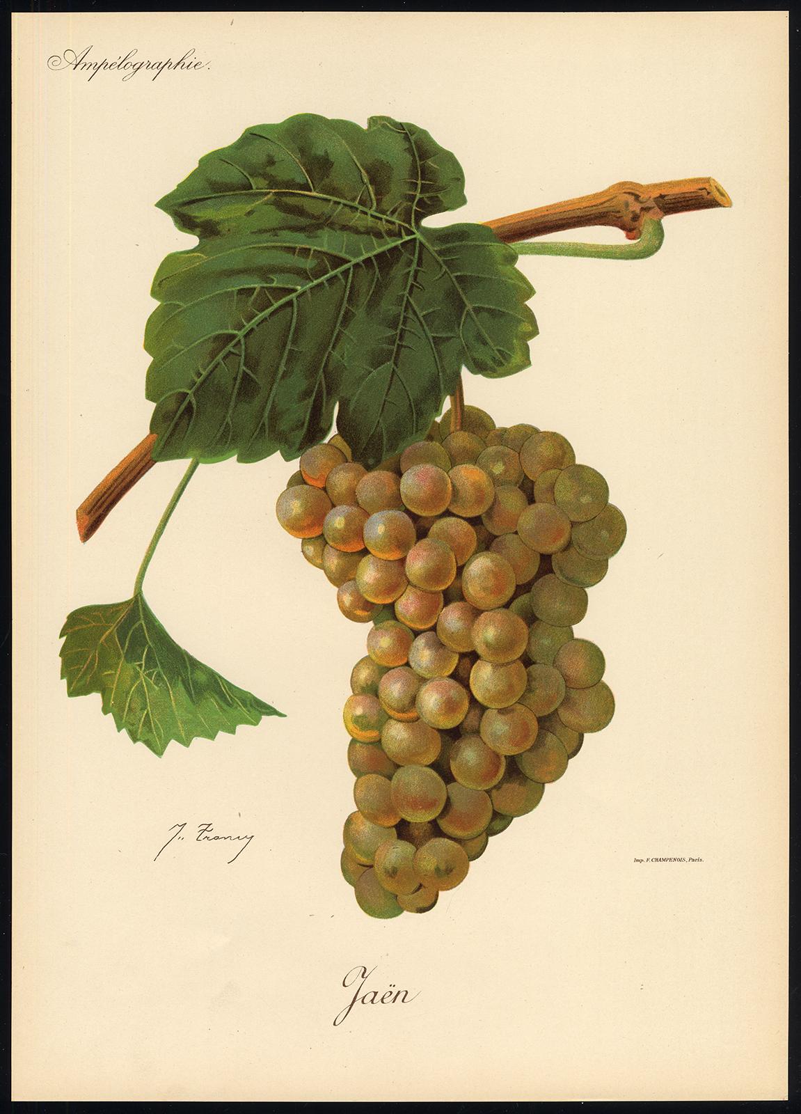 The Jean grape - from Ampelography by Vermorel - Lithograph - Early 20th century - Print by Victor Vermorel