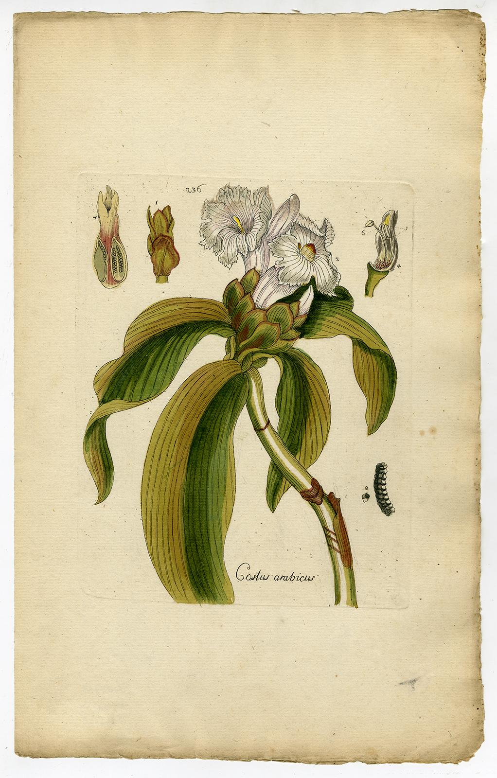 Ginger from Medicinal Plants by Happe - Handcoloured engraving - 18th century - Print by Andreas Friedrich Happe