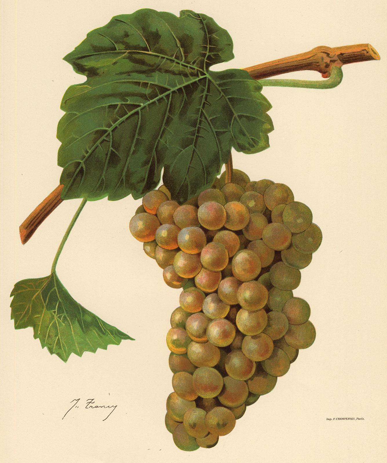 Victor Vermorel Print - The Jean grape - from Ampelography by Vermorel - Lithograph - Early 20th century