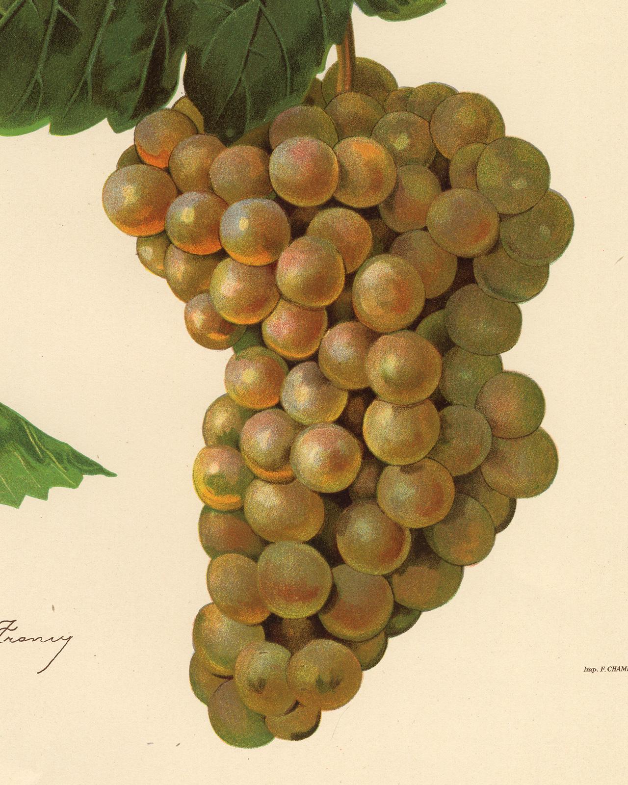 The Jean grape - from Ampelography by Vermorel - Lithograph - Early 20th century - Contemporary Print by Victor Vermorel