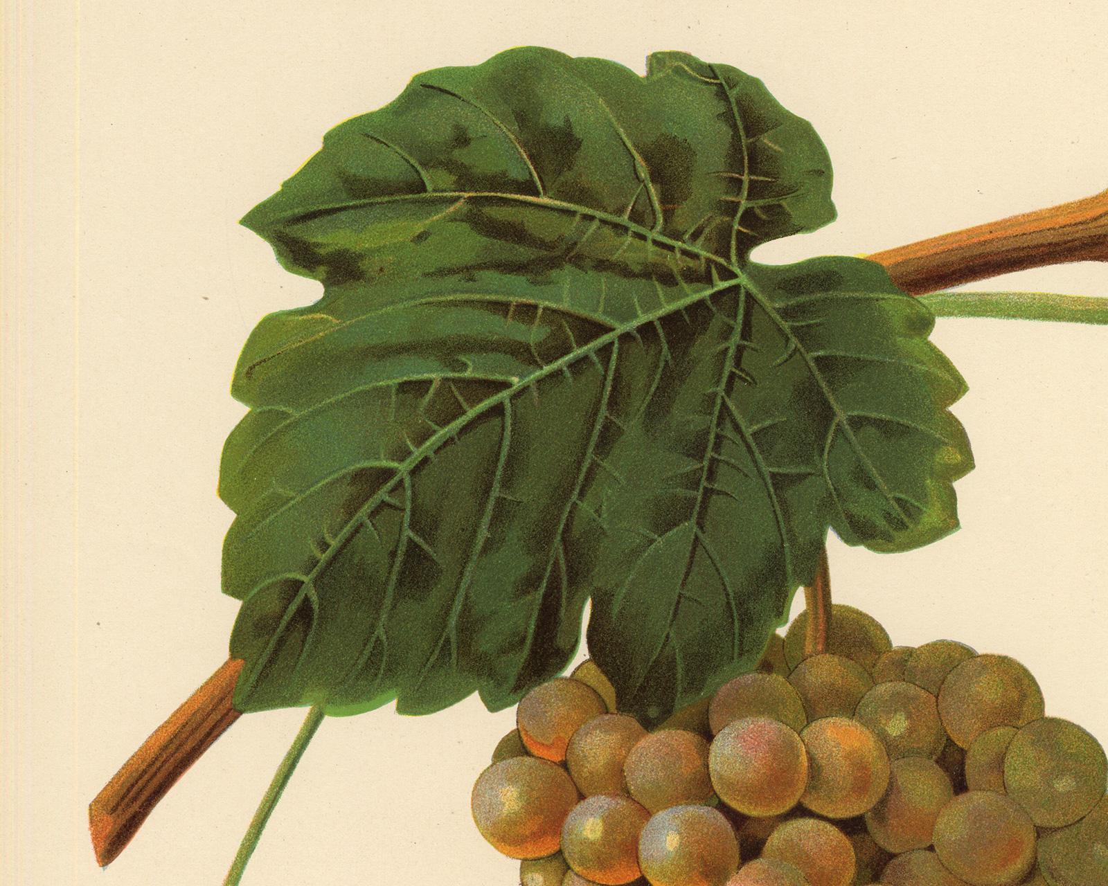 The Jean grape - from Ampelography by Vermorel - Lithograph - Early 20th century - Beige Print by Victor Vermorel