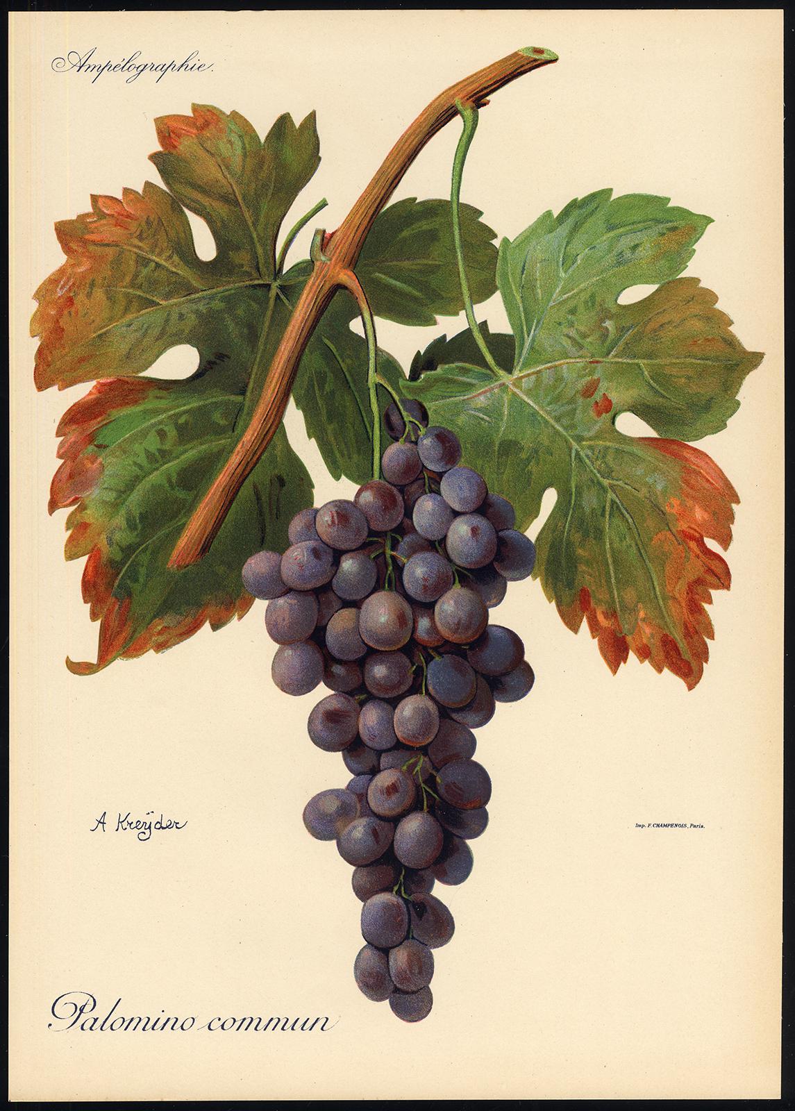 Palomino Commun grape - Ampelography by Vermorel - Lithograph - Early 20th c. - Print by Victor Vermorel