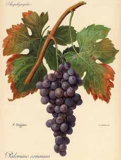 Palomino Commun grape - Ampelography by Vermorel - Lithograph - Early 20th c.