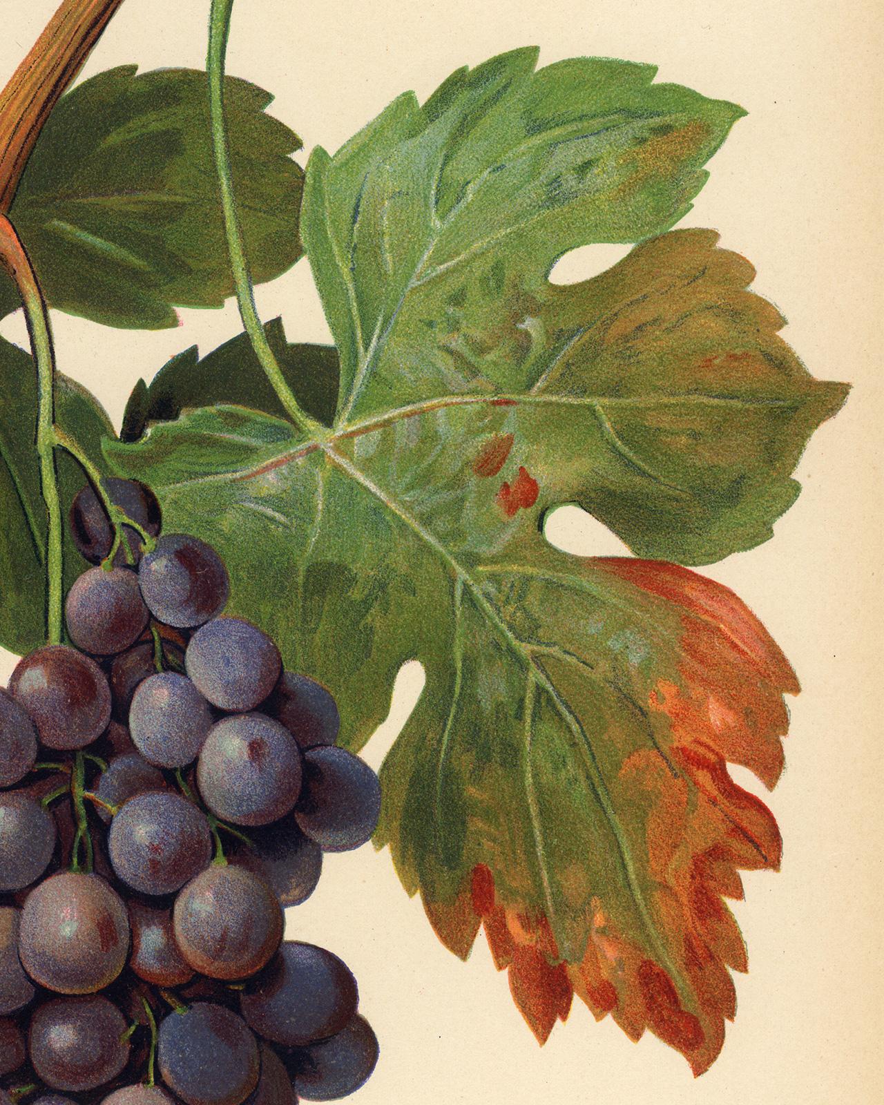 Palomino Commun grape - Ampelography by Vermorel - Lithograph - Early 20th c. - Contemporary Print by Victor Vermorel