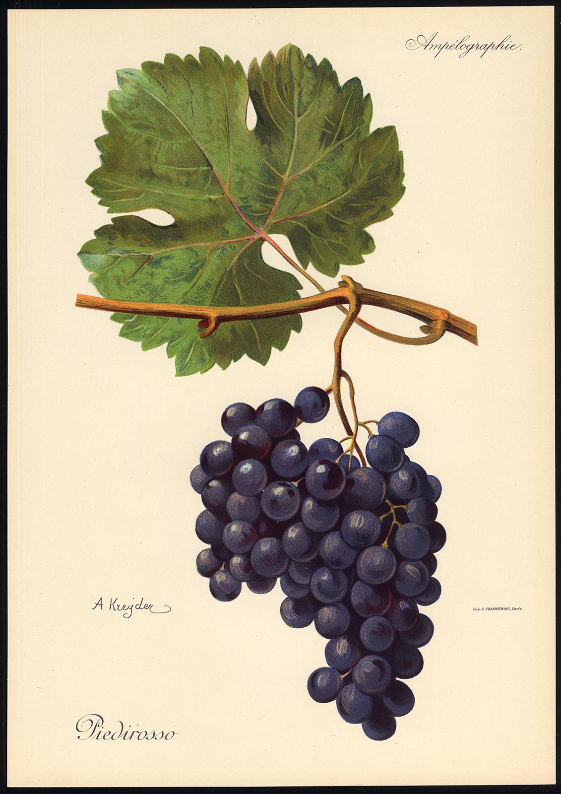 The Piedirosso grape - from Ampelography by Vermorel - Lithograph - Early 20th c - Print by Victor Vermorel