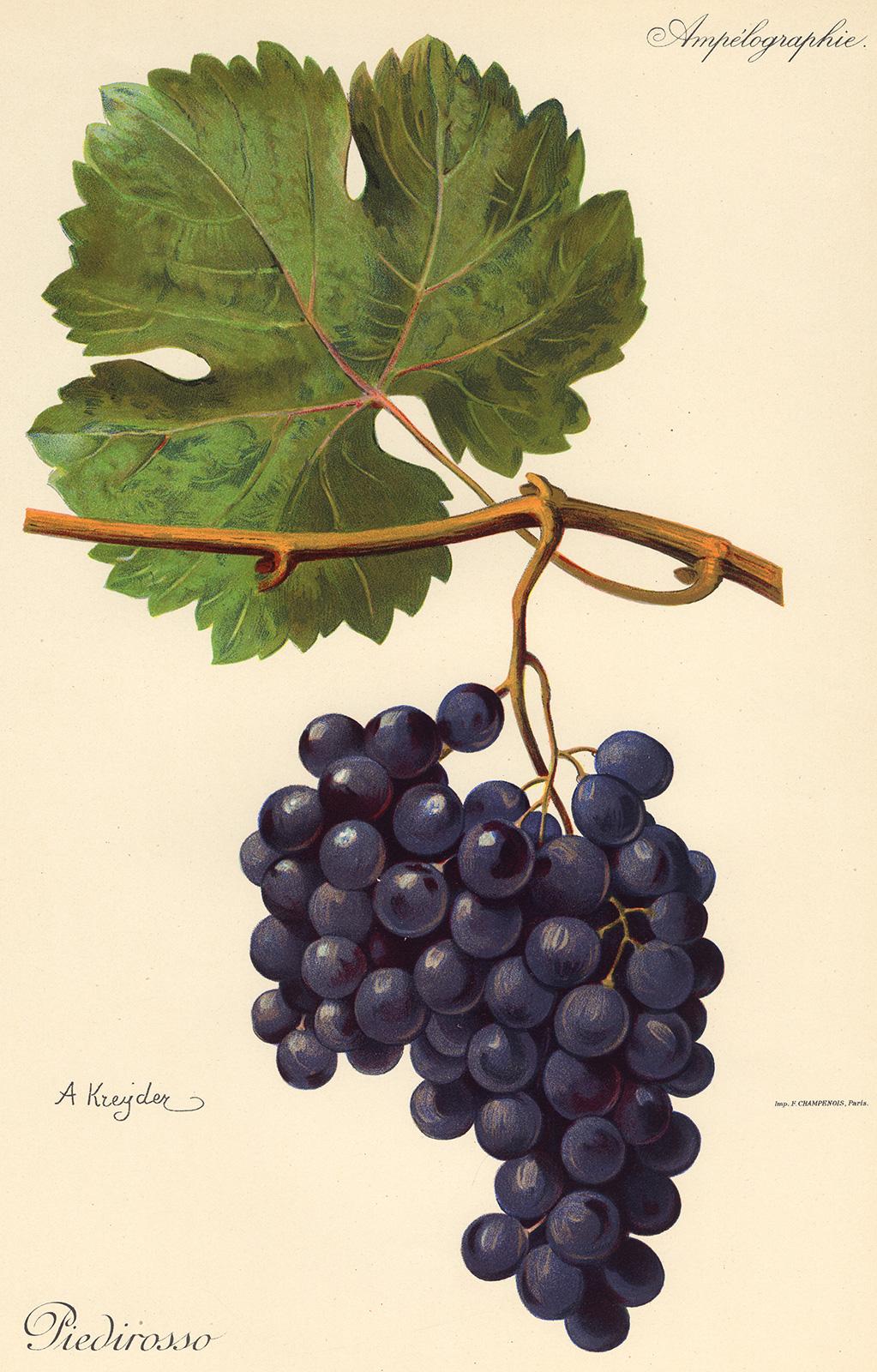 Victor Vermorel Print - The Piedirosso grape - from Ampelography by Vermorel - Lithograph - Early 20th c
