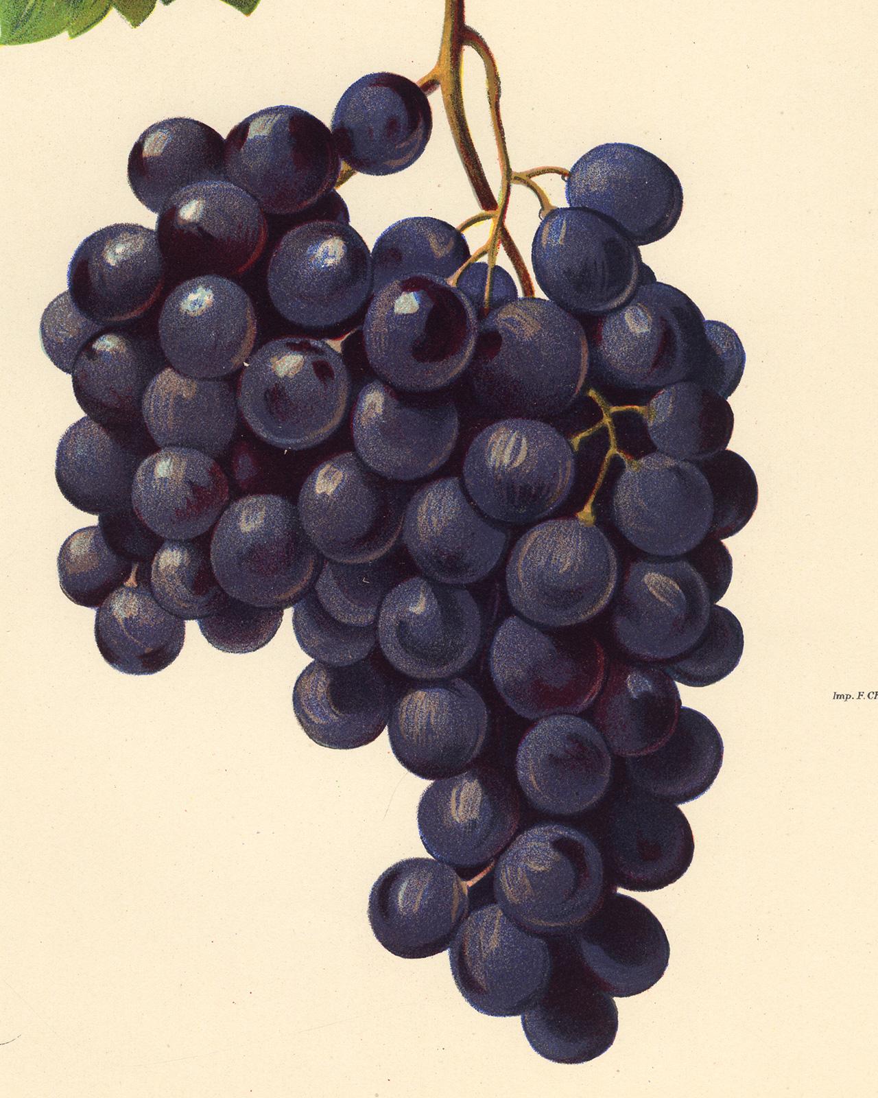 The Piedirosso grape - from Ampelography by Vermorel - Lithograph - Early 20th c - Contemporary Print by Victor Vermorel