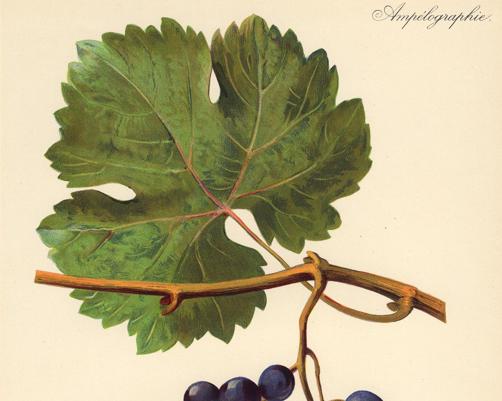 The Piedirosso grape - from Ampelography by Vermorel - Lithograph - Early 20th c - White Print by Victor Vermorel