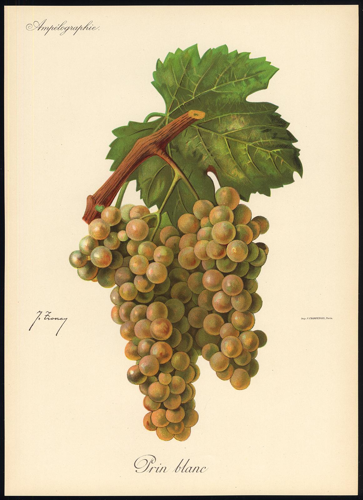 The Prin Blanc grape - from Ampelography by Vermorel - Lithograph - Early 20th c - Print by Victor Vermorel
