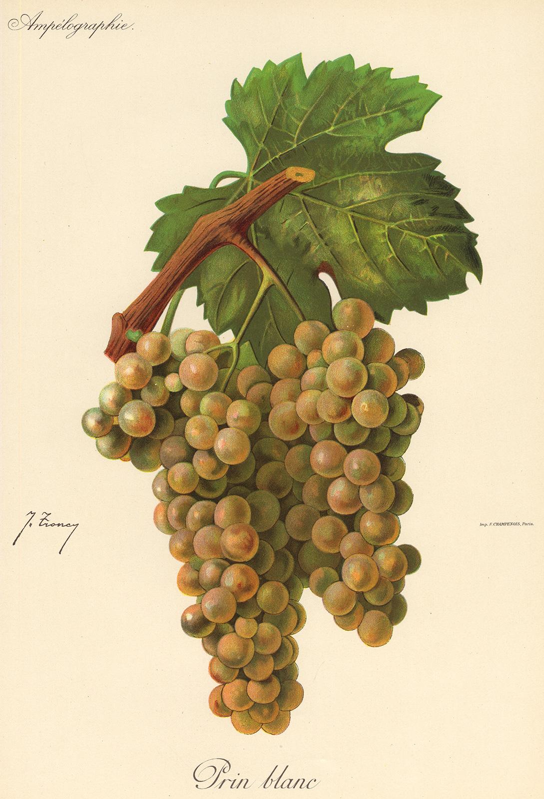 Victor Vermorel Print - The Prin Blanc grape - from Ampelography by Vermorel - Lithograph - Early 20th c