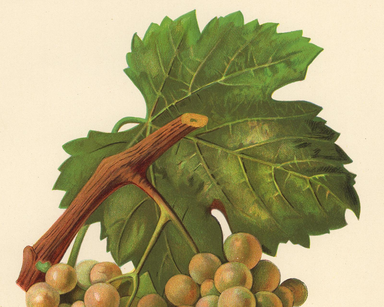 The Prin Blanc grape - from Ampelography by Vermorel - Lithograph - Early 20th c - White Print by Victor Vermorel