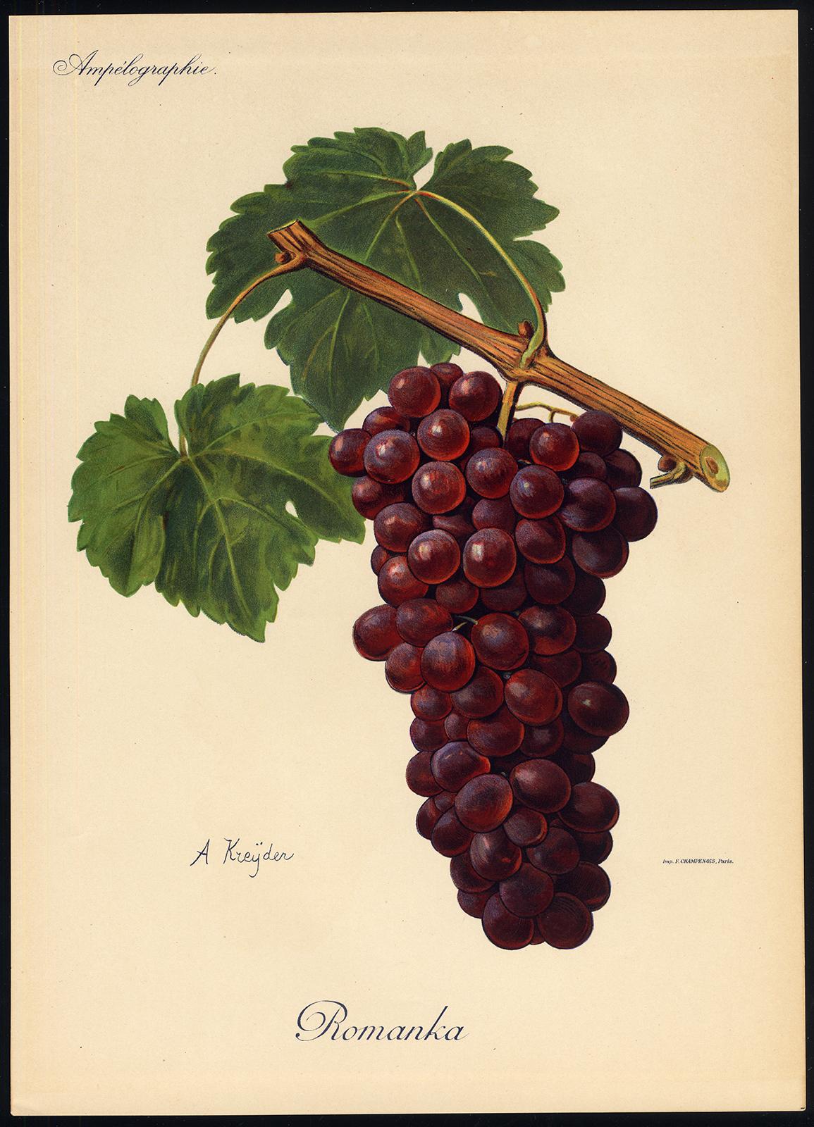 The Romanka grape - from Ampelography by Vermorel - Lithograph - Early 20th c. - Print by Victor Vermorel
