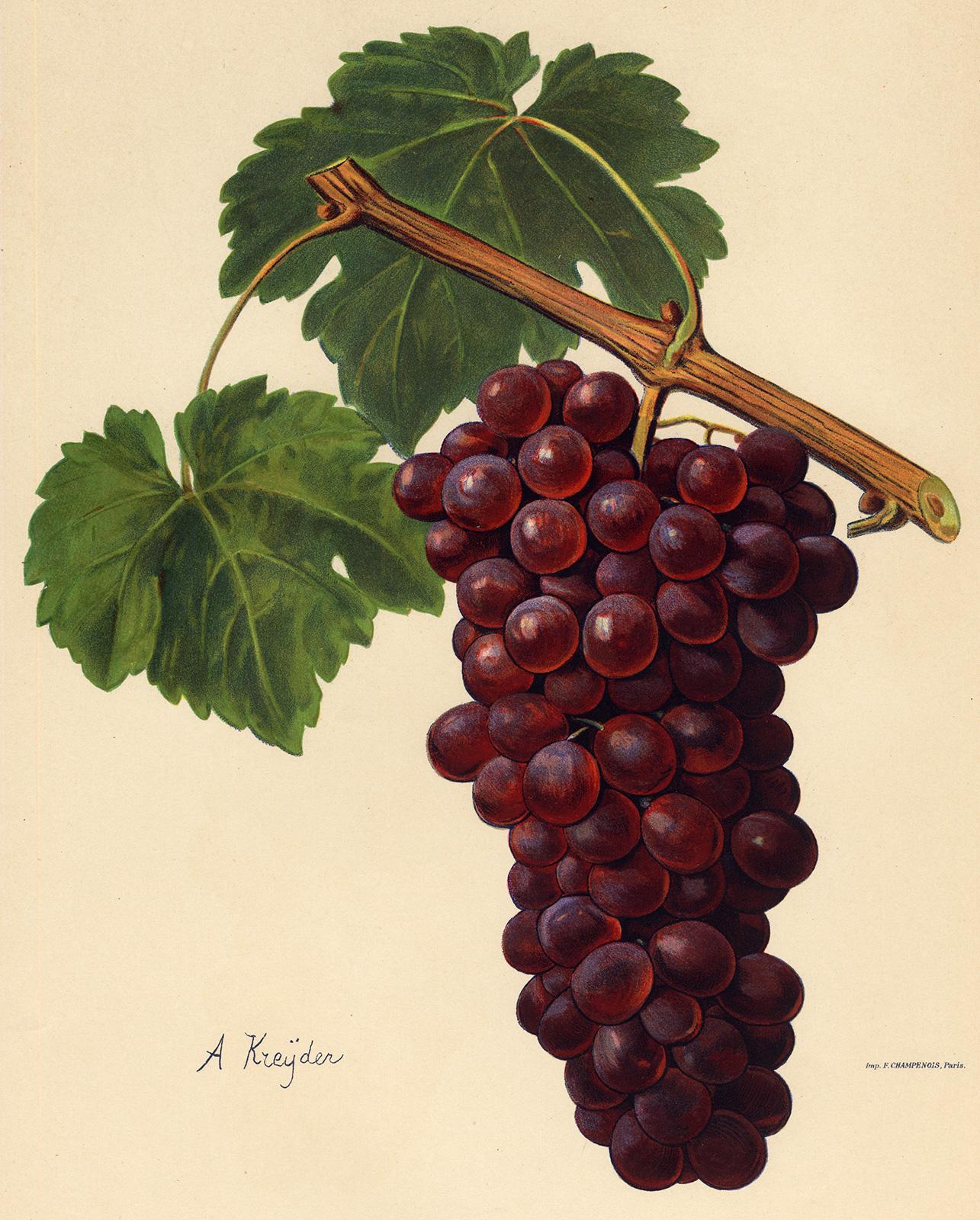Victor Vermorel Print - The Romanka grape - from Ampelography by Vermorel - Lithograph - Early 20th c.