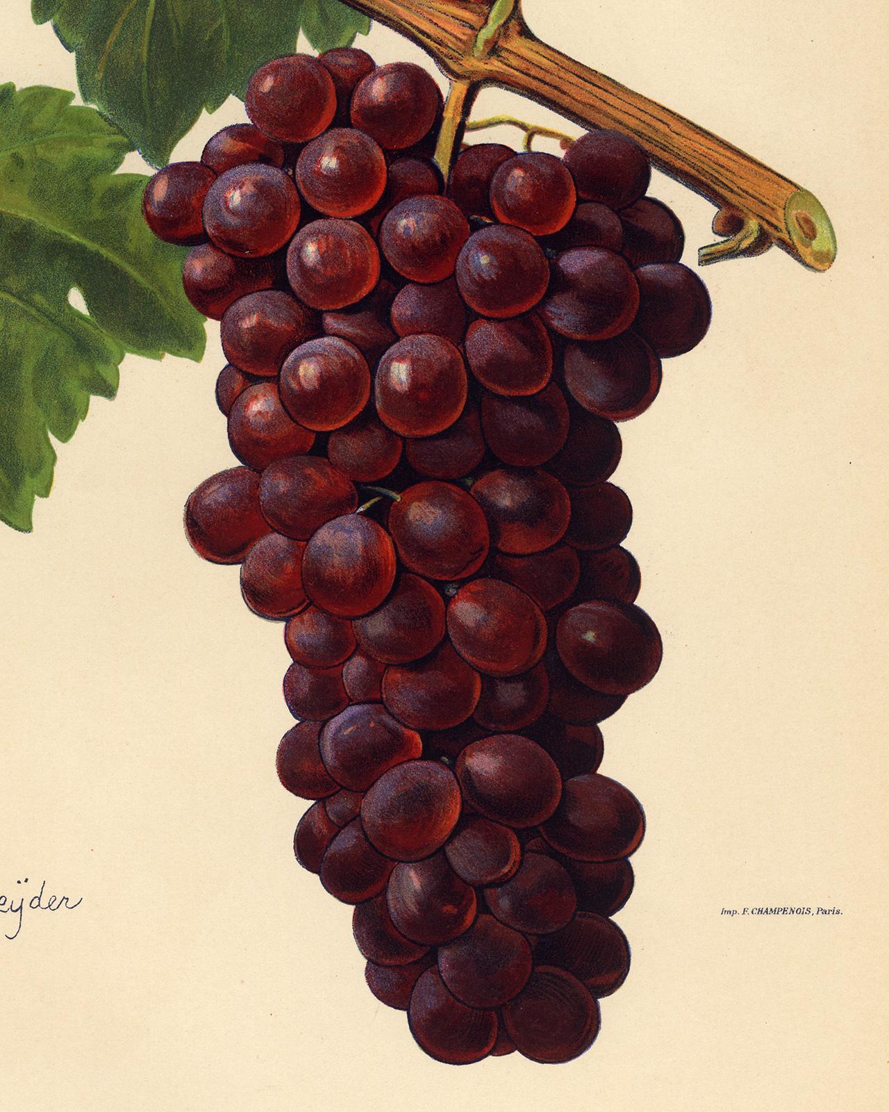 The Romanka grape - from Ampelography by Vermorel - Lithograph - Early 20th c. - Contemporary Print by Victor Vermorel
