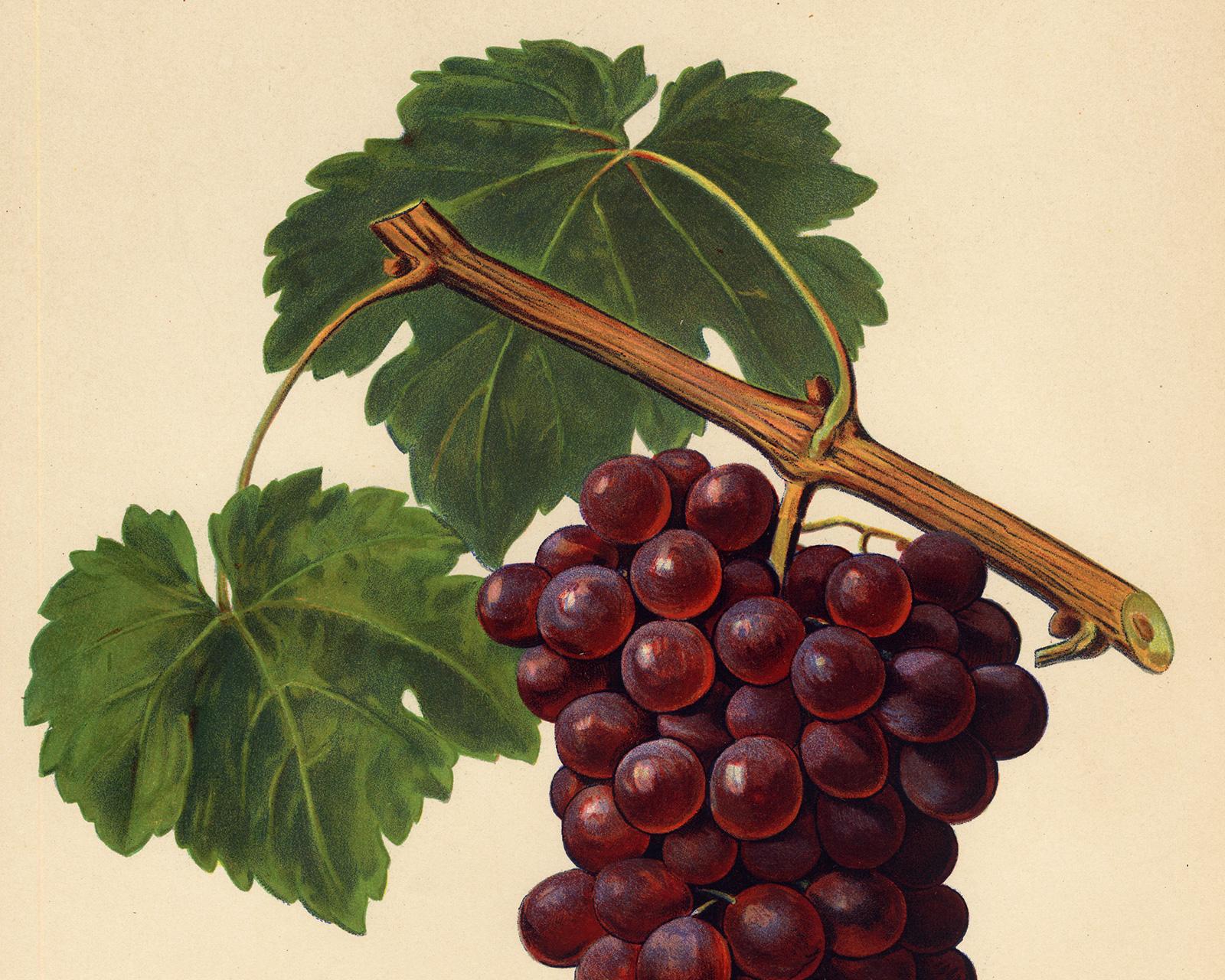 The Romanka grape - from Ampelography by Vermorel - Lithograph - Early 20th c. - White Print by Victor Vermorel