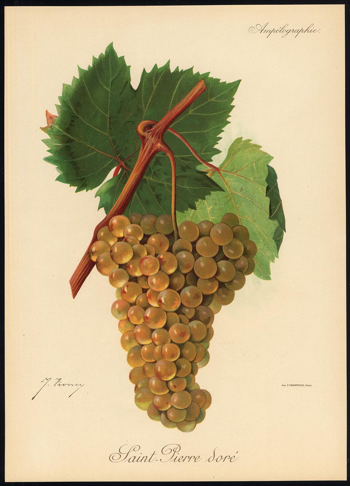 St. Pierre Dore grape - Ampelography by Vermorel - Lithograph - Early 20th c - Print by Victor Vermorel