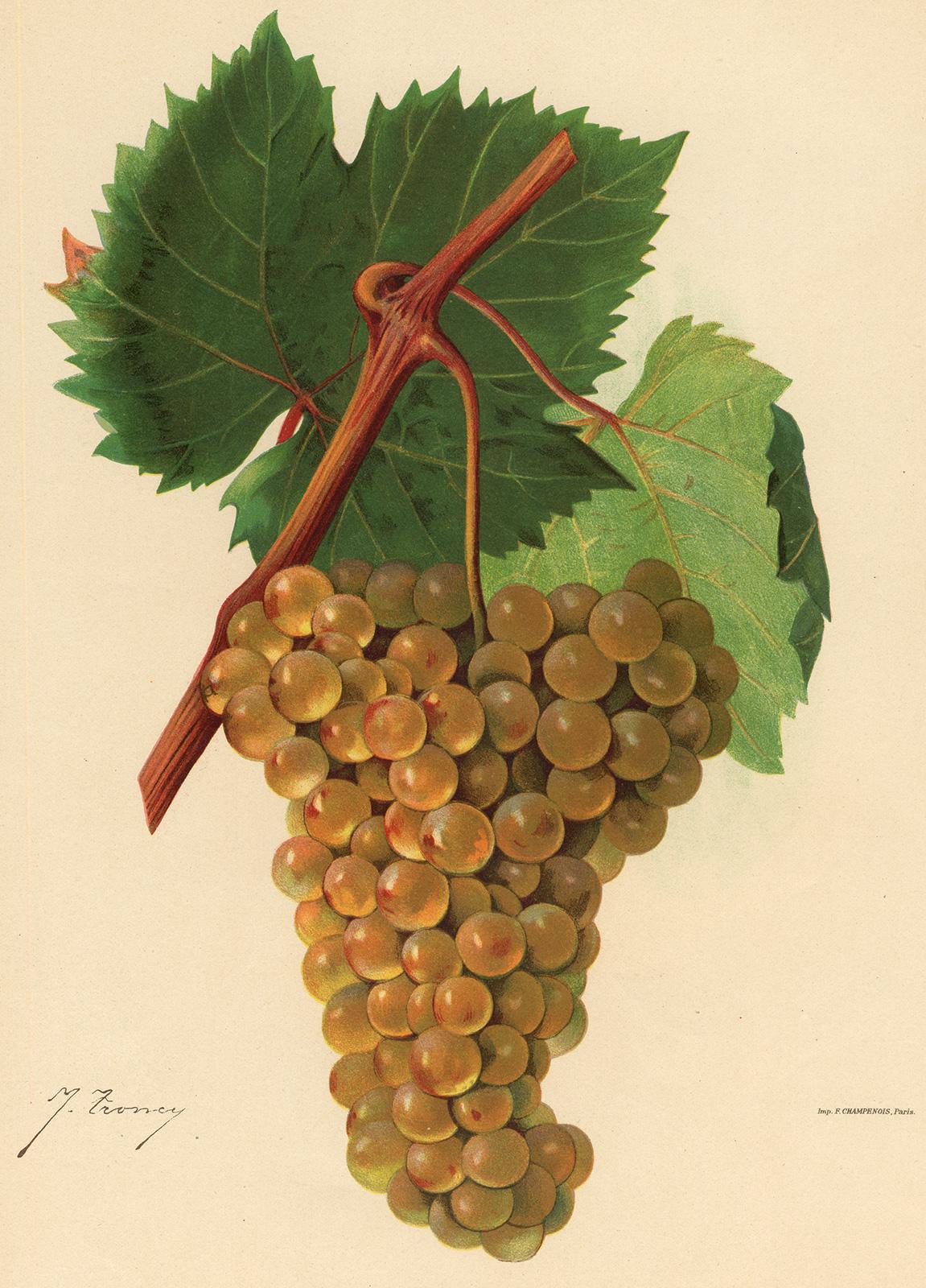 Victor Vermorel Print - St. Pierre Dore grape - Ampelography by Vermorel - Lithograph - Early 20th c