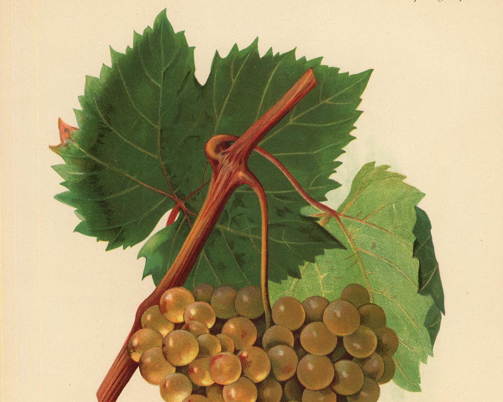 St. Pierre Dore grape - Ampelography by Vermorel - Lithograph - Early 20th c - Contemporary Print by Victor Vermorel