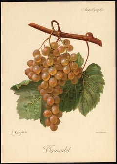 The Taamalet grape - from Ampelography by Vermorel - Lithograph - Early 20th c.