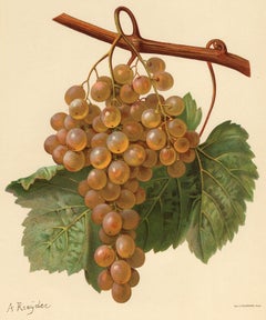 The Taamalet grape - from Ampelography by Vermorel - Lithograph - Early 20th c.