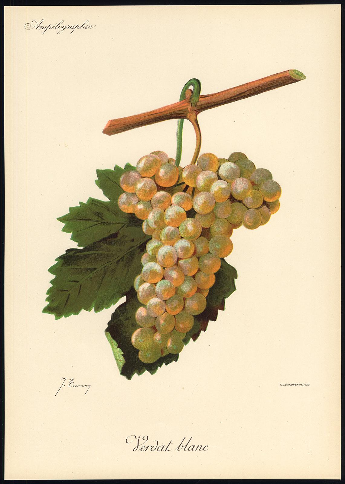 Verdat Blanc grape - from Ampelography by Vermorel - Lithograph - Early 20th c. - Print by Victor Vermorel