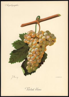 Verdat Blanc grape - from Ampelography by Vermorel - Lithograph - Early 20th c.