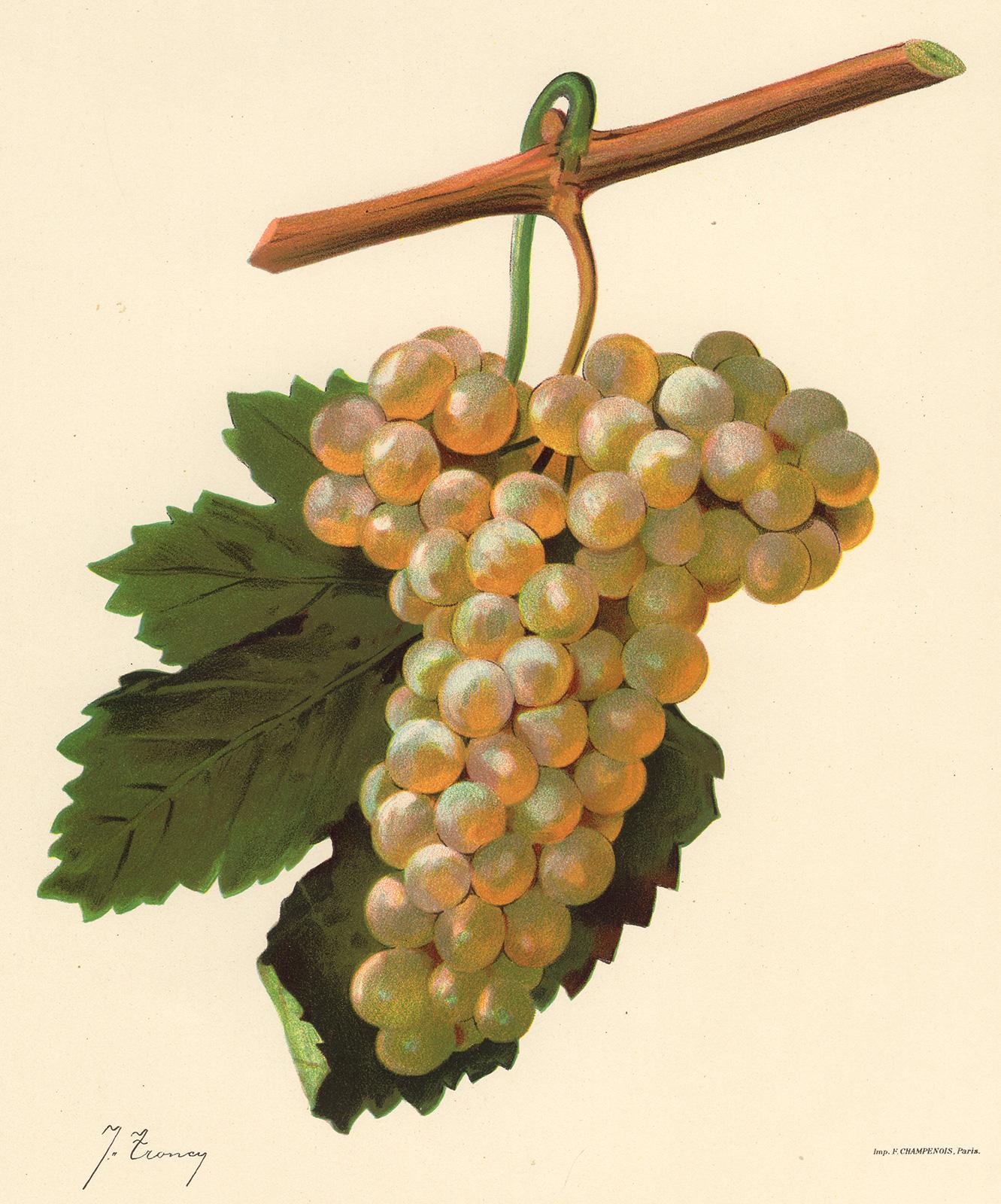 Victor Vermorel Print - Verdat Blanc grape - from Ampelography by Vermorel - Lithograph - Early 20th c.