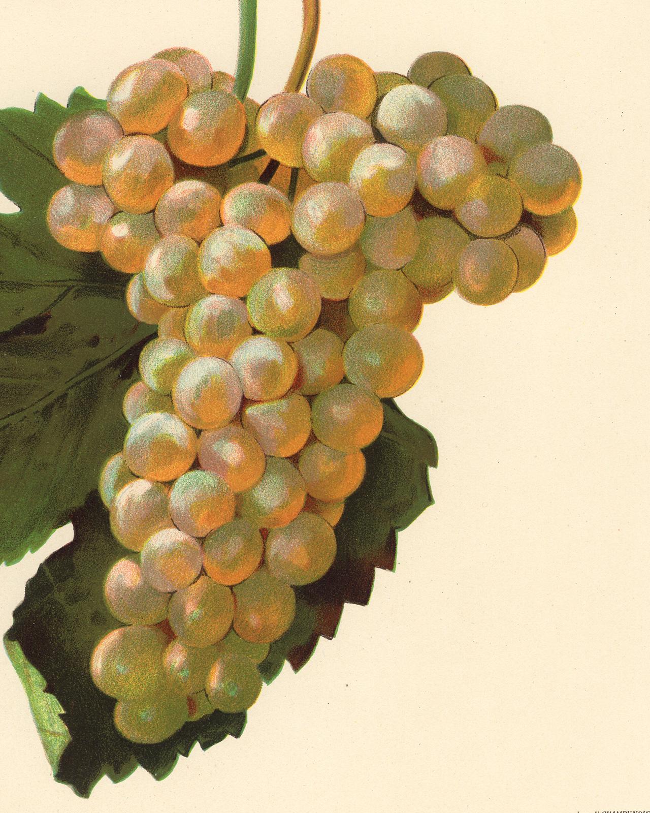 Verdat Blanc grape - from Ampelography by Vermorel - Lithograph - Early 20th c. - Contemporary Print by Victor Vermorel