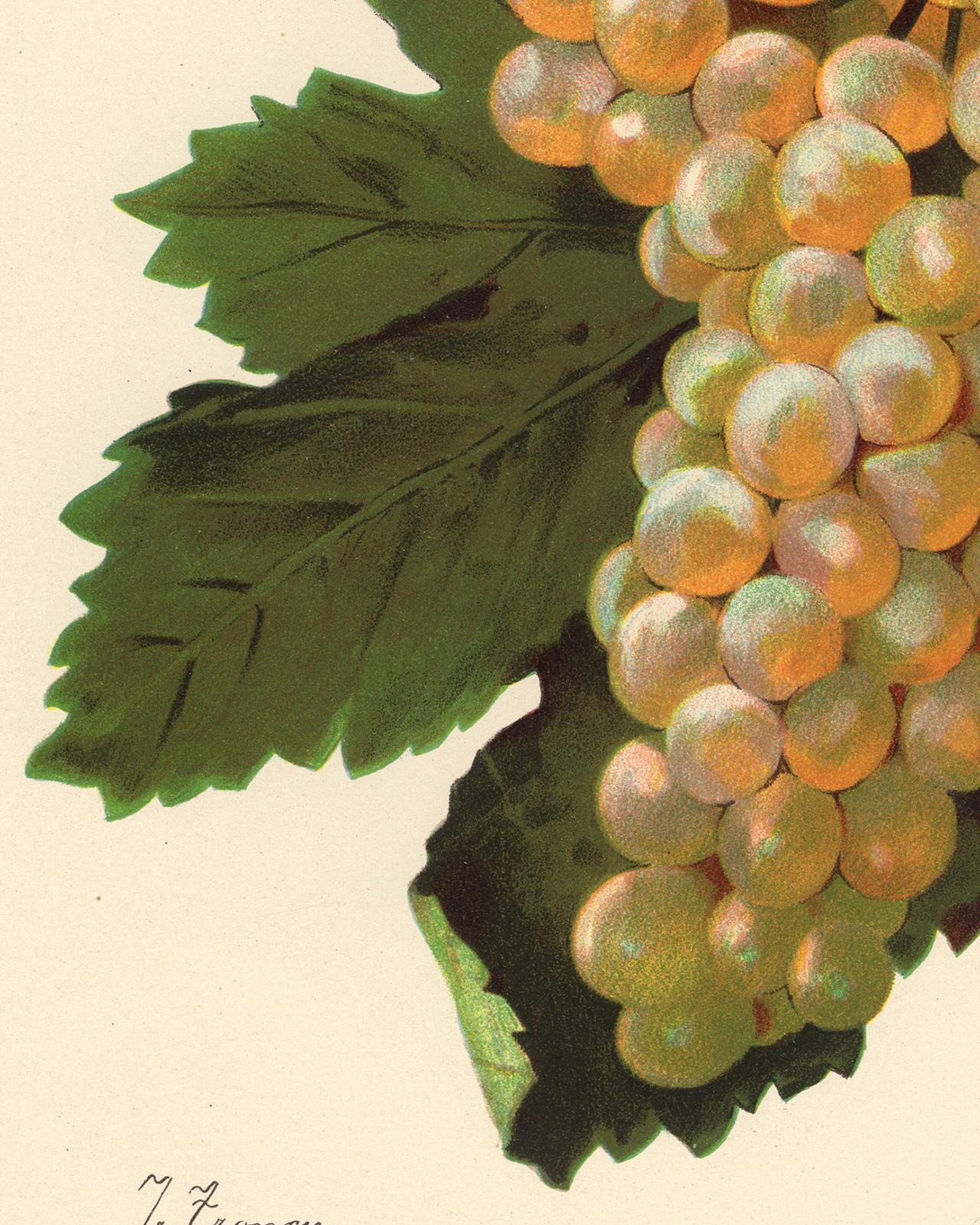 Verdat Blanc grape - from Ampelography by Vermorel - Lithograph - Early 20th c. - White Print by Victor Vermorel