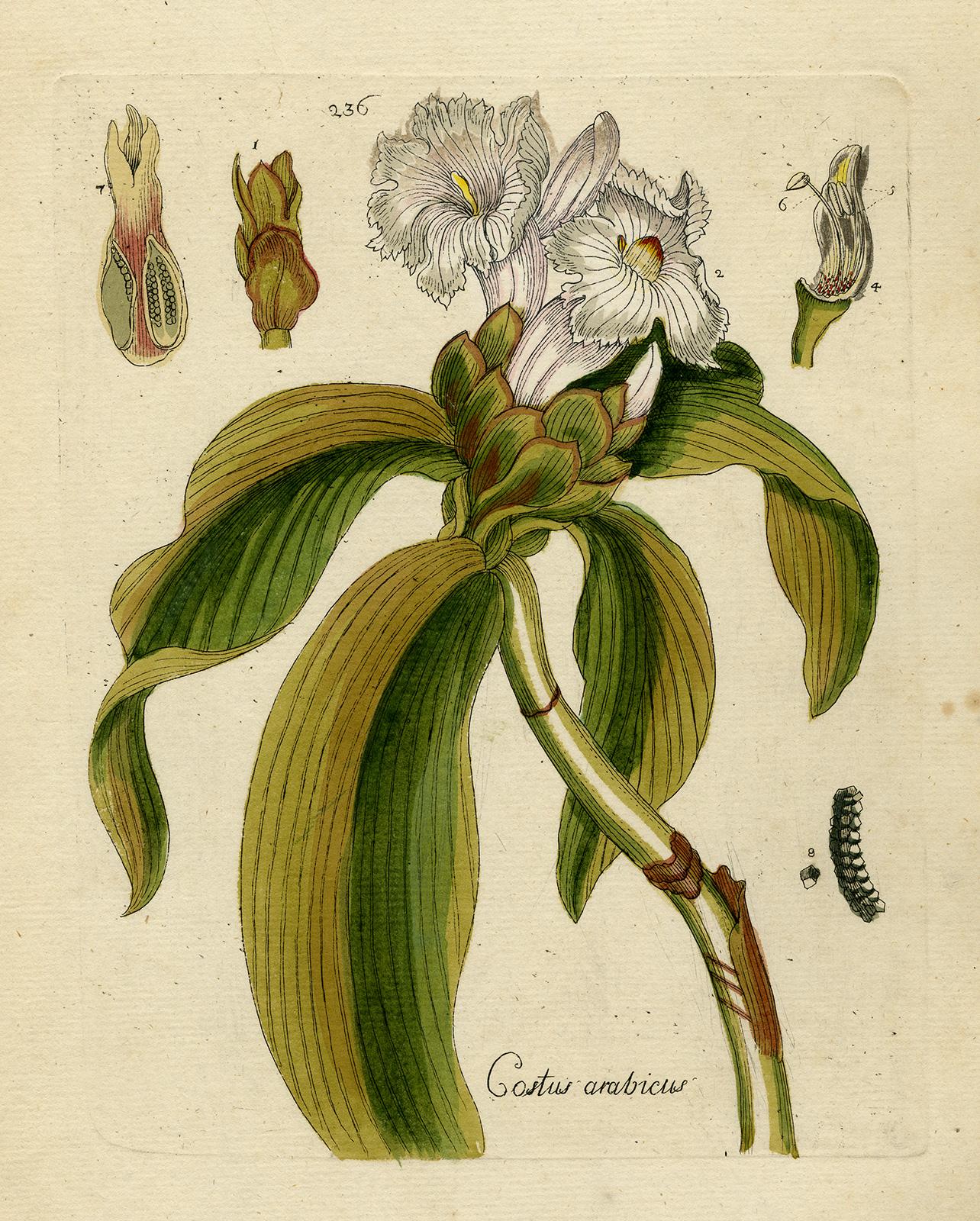 Andreas Friedrich Happe Print - Ginger from Medicinal Plants by Happe - Handcoloured engraving - 18th century