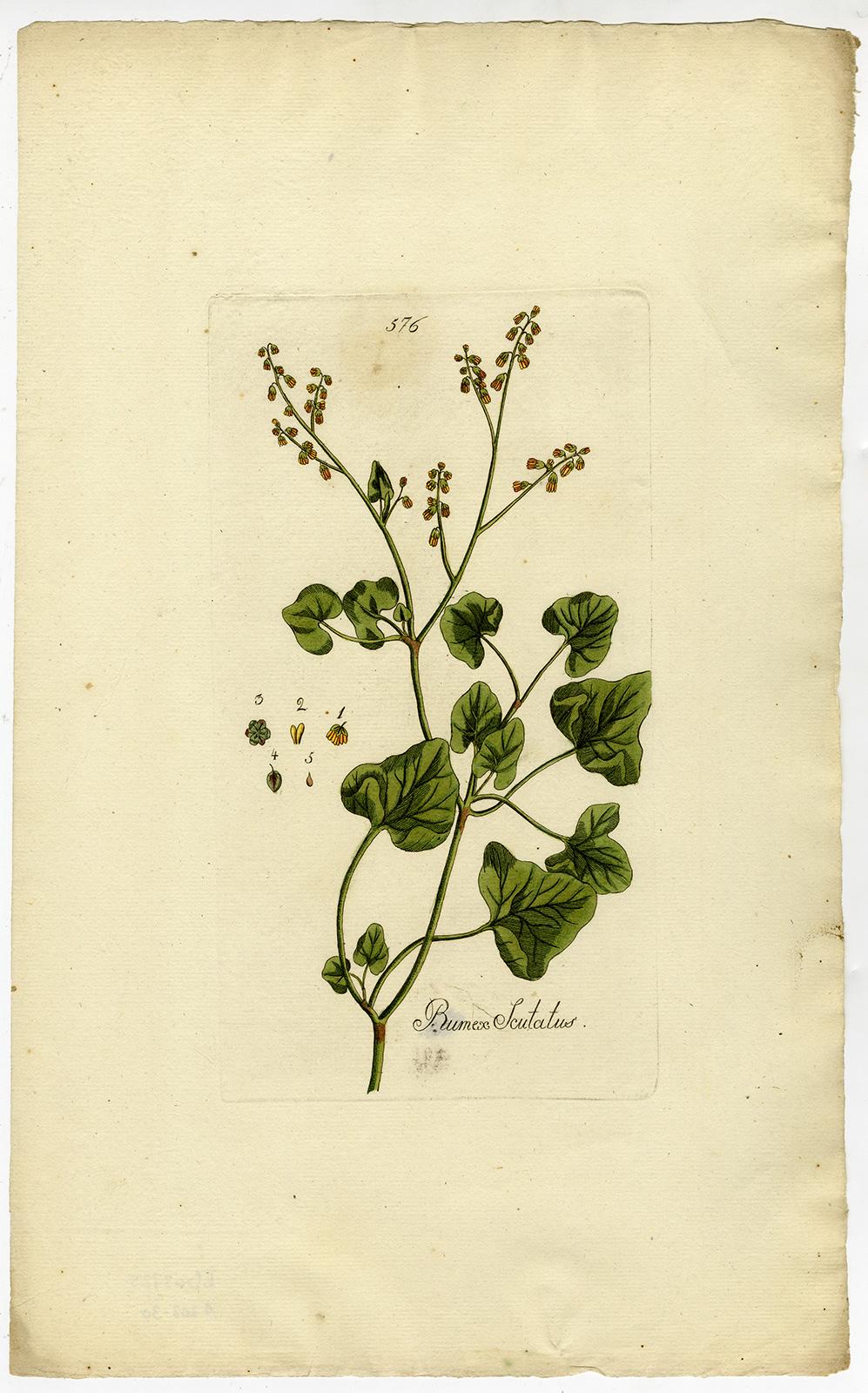 French Sorrel from Medicinal Plants by Happe - Handcoloured engraving - 18th c. - Print by Andreas Friedrich Happe