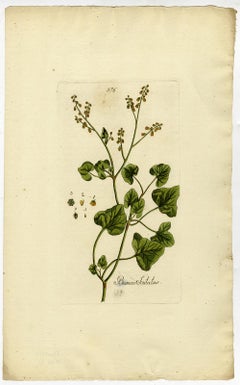 French Sorrel from Medicinal Plants by Happe - Handcoloured engraving - 18th c.