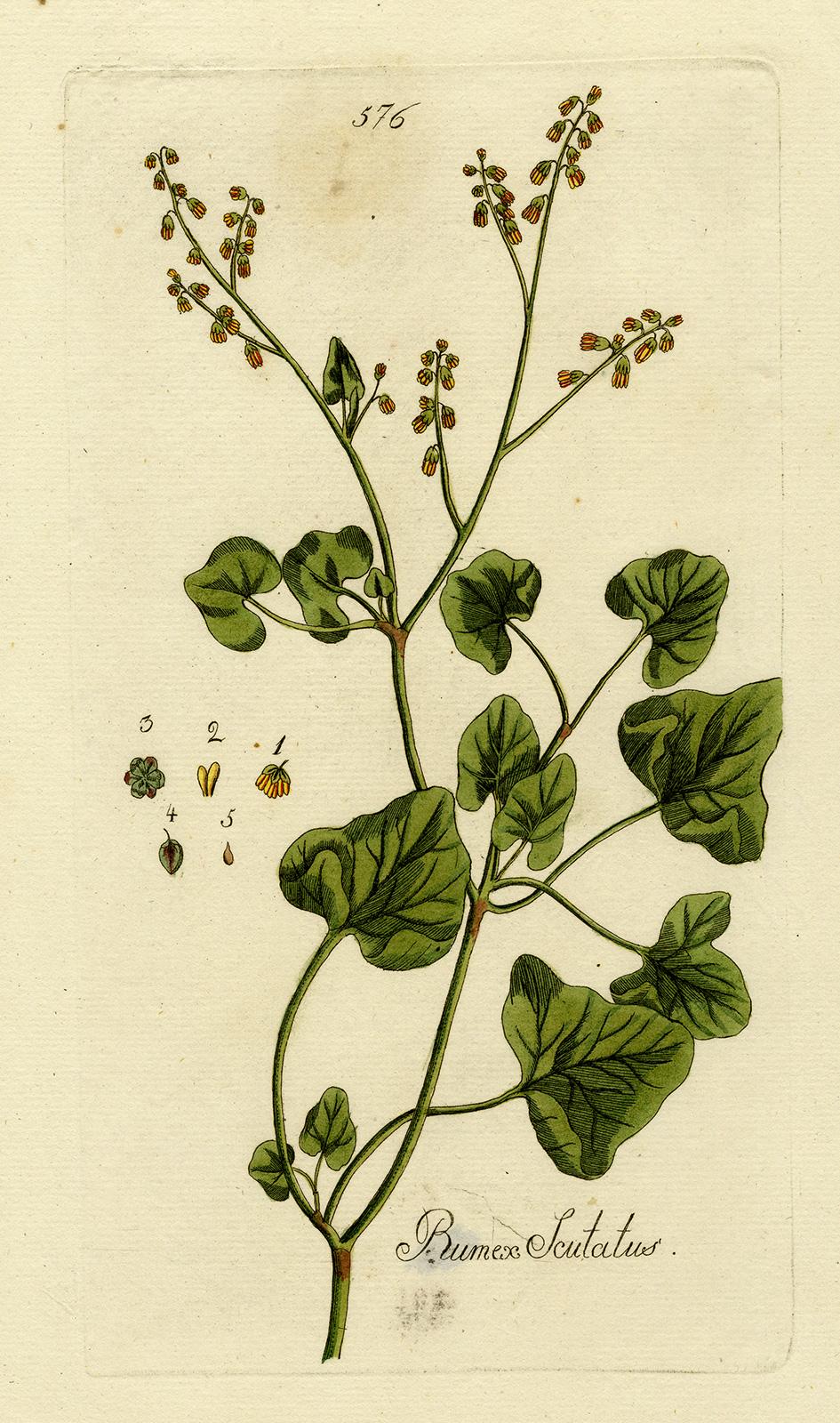 Andreas Friedrich Happe Still-Life Print - French Sorrel from Medicinal Plants by Happe - Handcoloured engraving - 18th c.