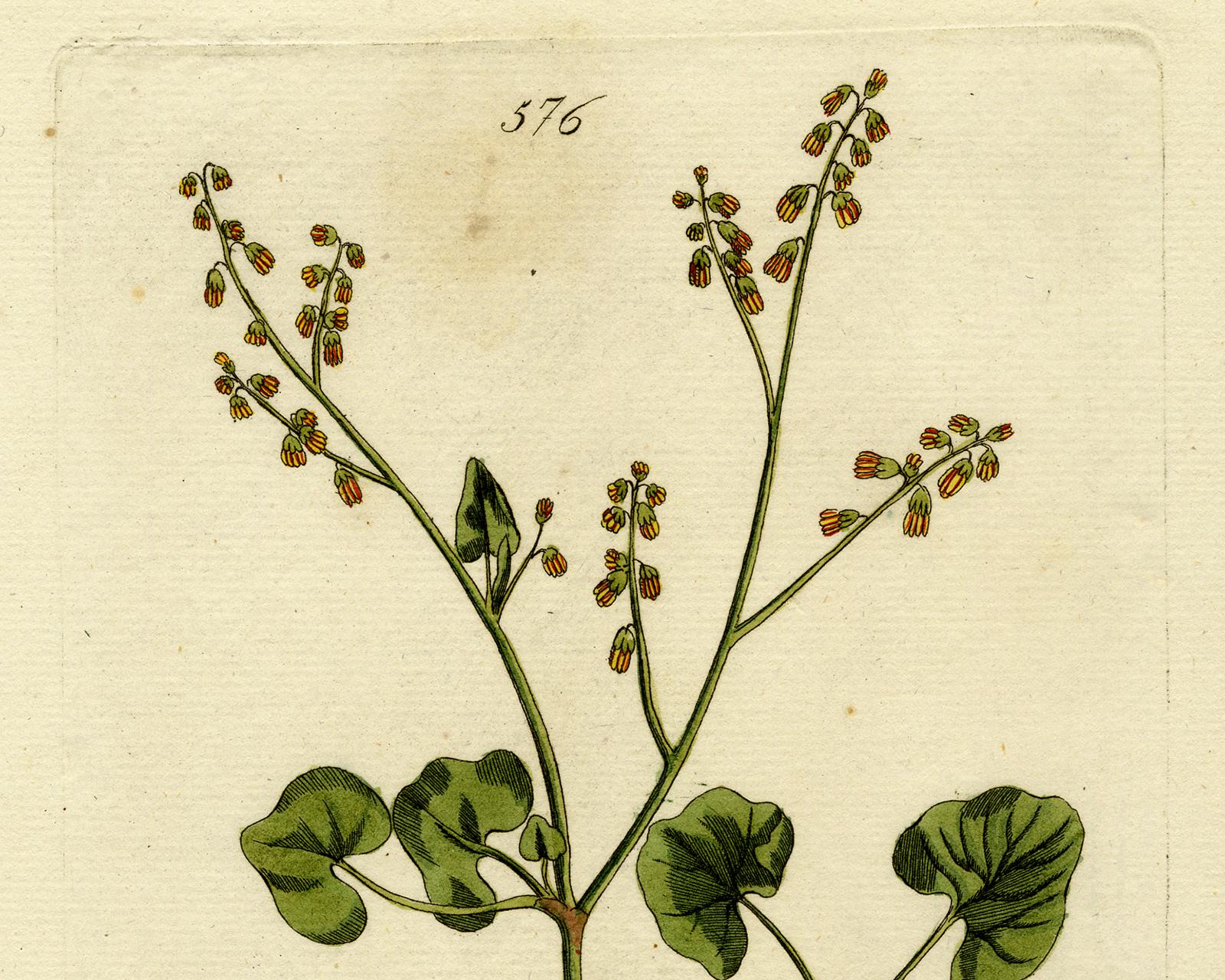 French Sorrel from Medicinal Plants by Happe - Handcoloured engraving - 18th c. - Old Masters Print by Andreas Friedrich Happe