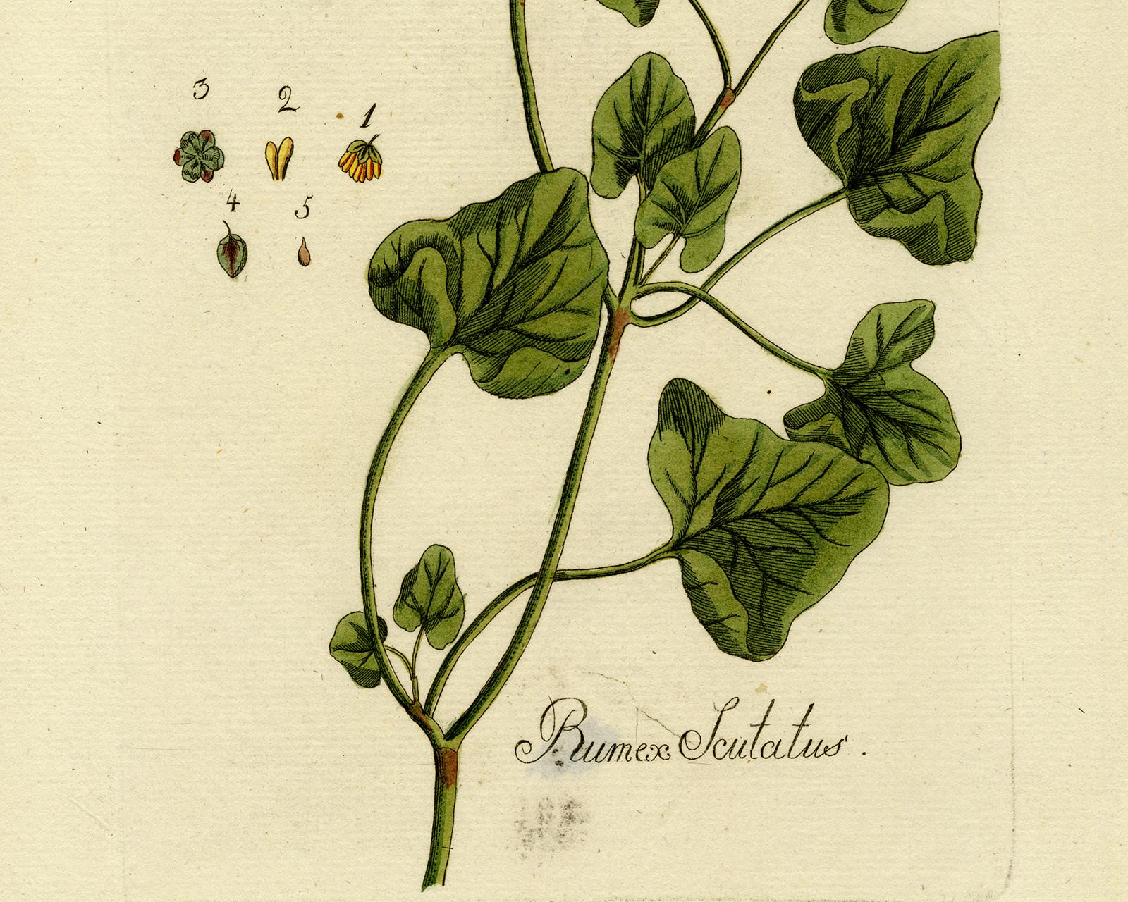 French Sorrel from Medicinal Plants by Happe - Handcoloured engraving - 18th c. - Beige Still-Life Print by Andreas Friedrich Happe