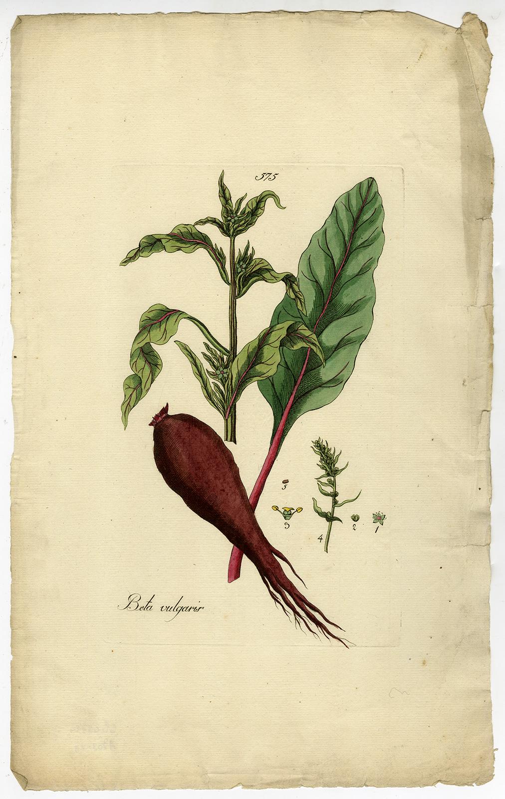 Beet from Medicinal Plants by Happe - Handcoloured engraving - 18th century - Print by Andreas Friedrich Happe