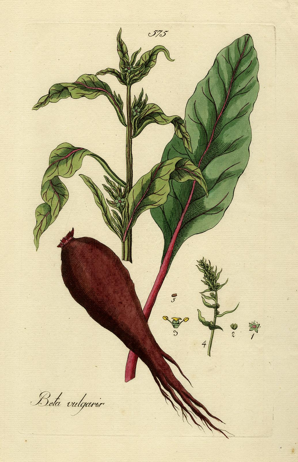 Andreas Friedrich Happe Still-Life Print - Beet from Medicinal Plants by Happe - Handcoloured engraving - 18th century