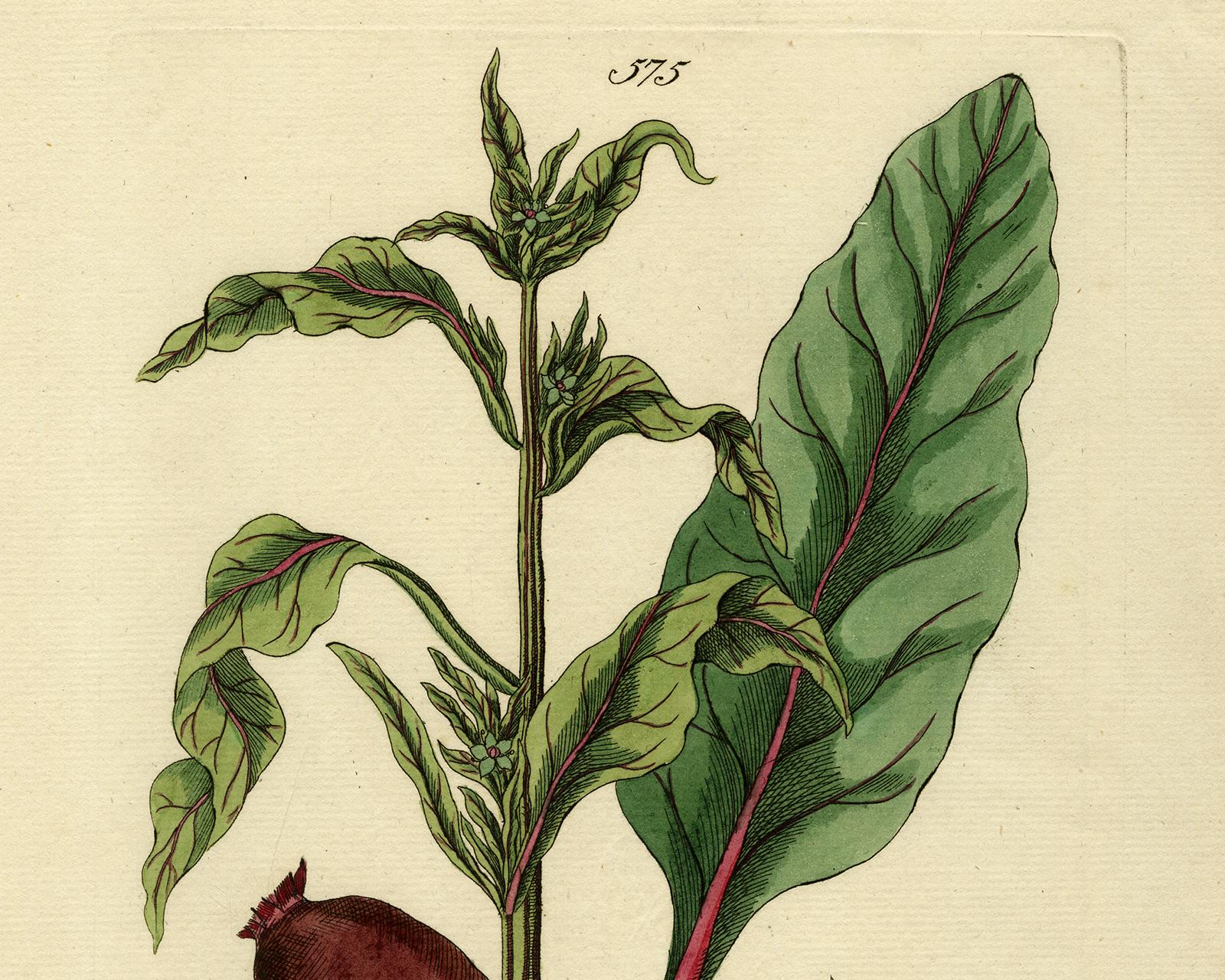 Beet from Medicinal Plants by Happe - Handcoloured engraving - 18th century - Old Masters Print by Andreas Friedrich Happe
