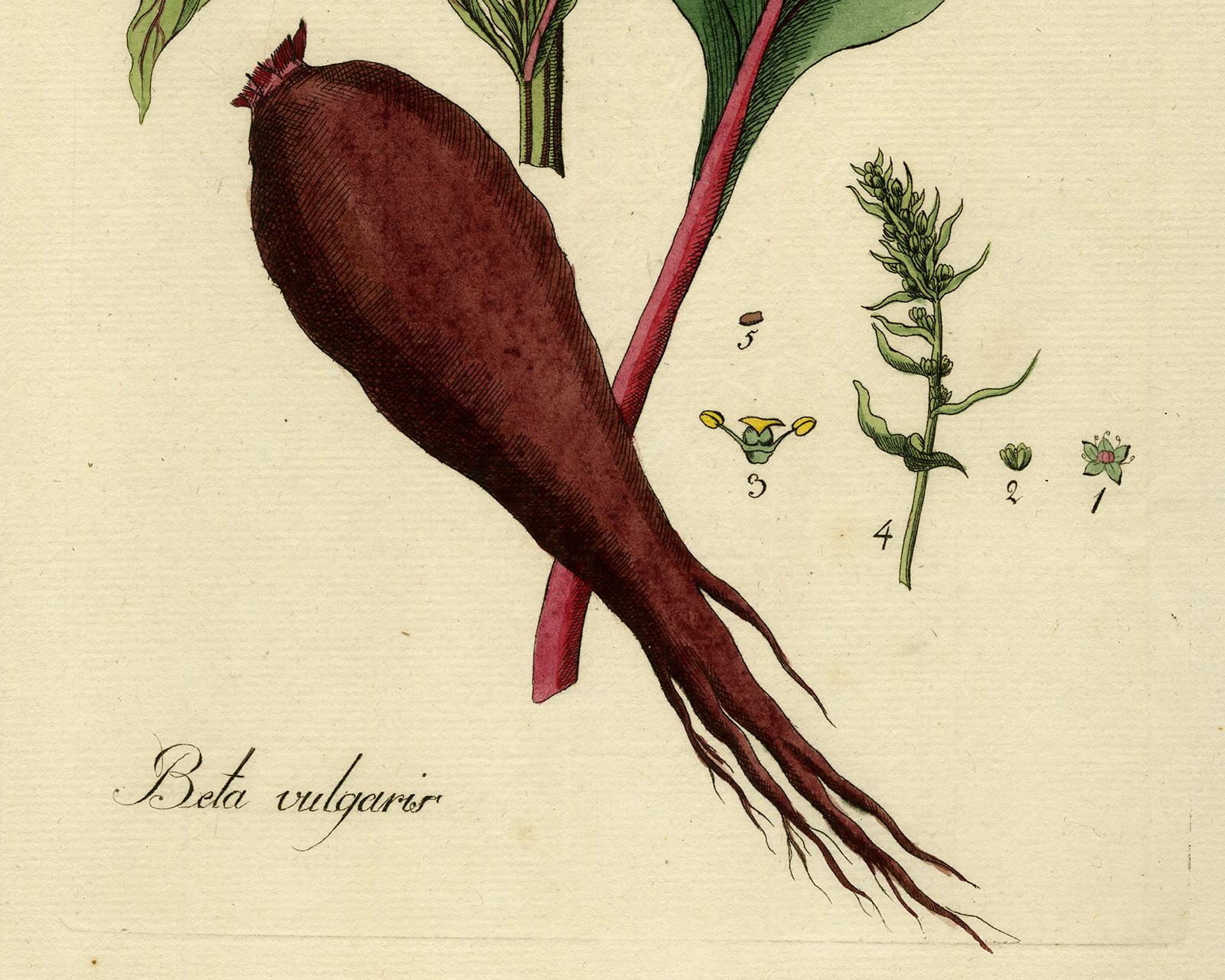 Beet from Medicinal Plants by Happe - Handcoloured engraving - 18th century - Beige Still-Life Print by Andreas Friedrich Happe