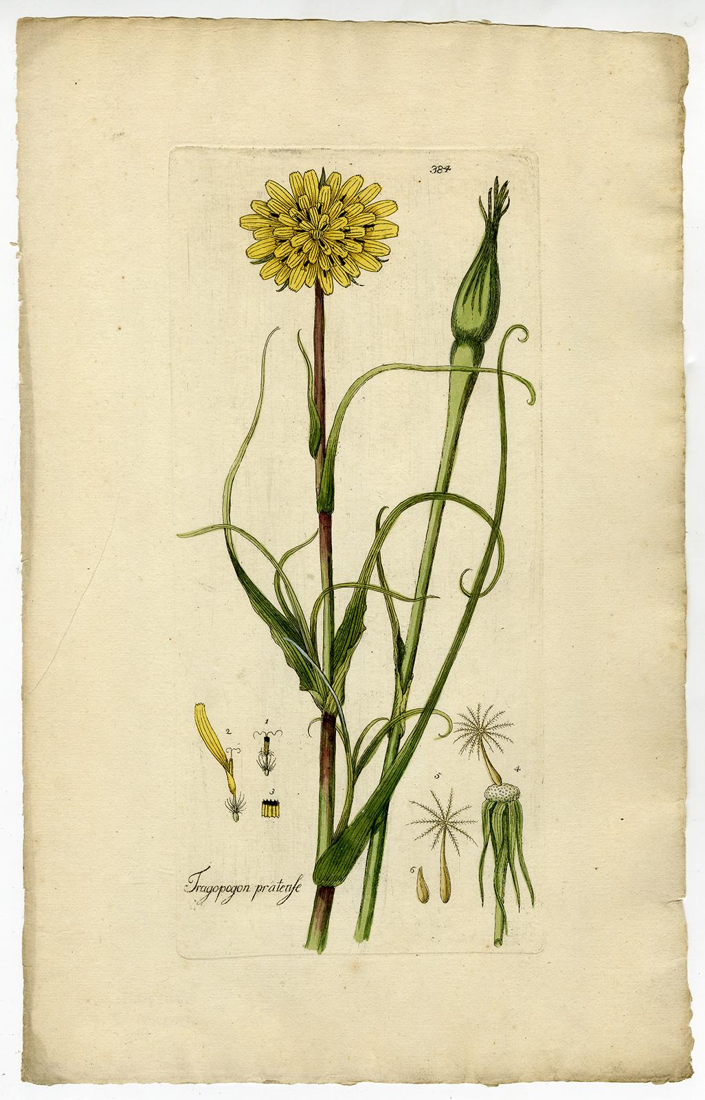 Meadow Salsify from Medicinal Plants by Happe - Handcoloured engraving - 18th c. - Print by Andreas Friedrich Happe