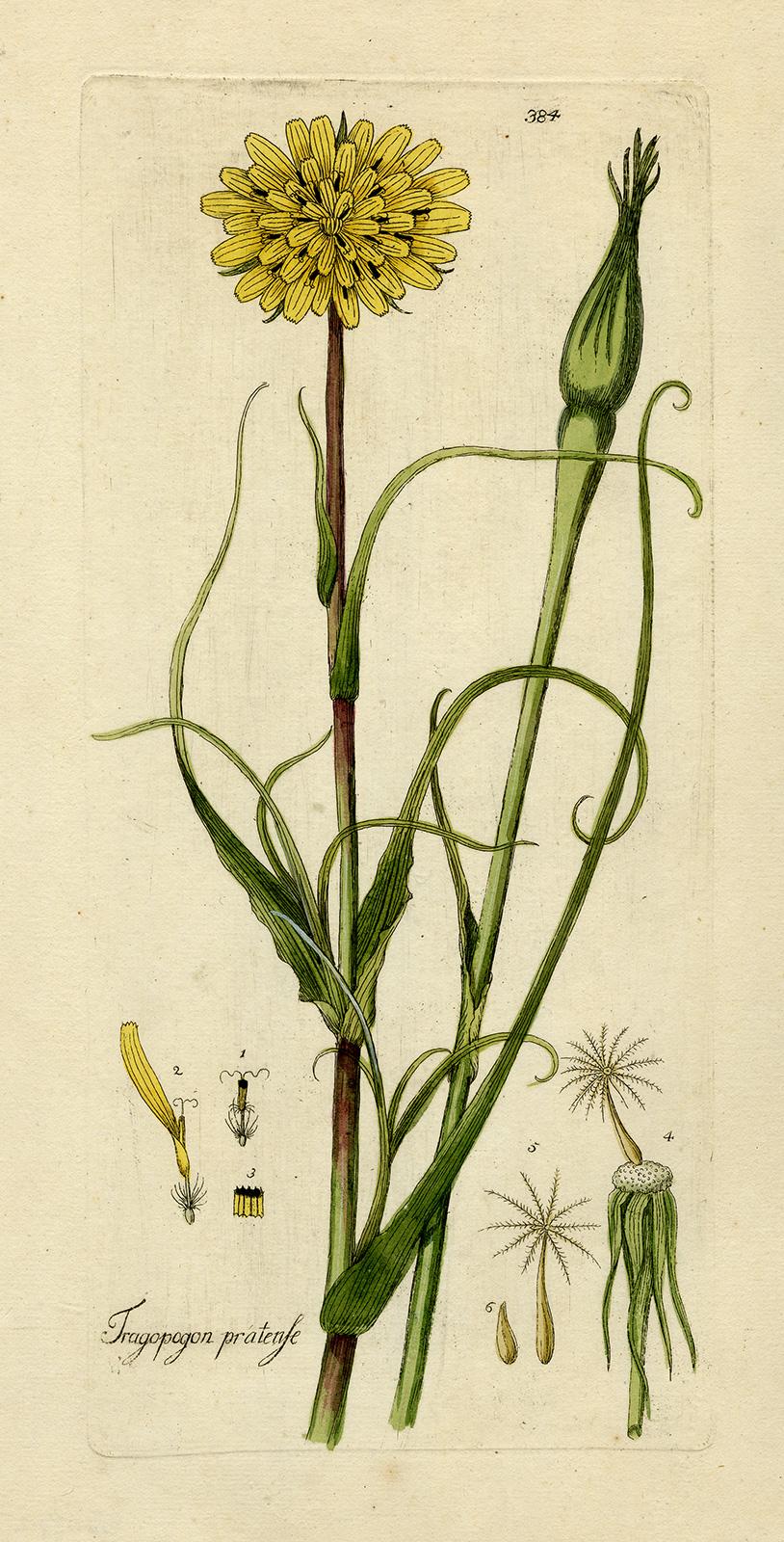 Andreas Friedrich Happe Still-Life Print - Meadow Salsify from Medicinal Plants by Happe - Handcoloured engraving - 18th c.