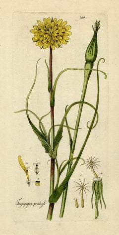 Antique Meadow Salsify from Medicinal Plants by Happe - Handcoloured engraving - 18th c.